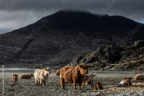The Cows of Ben Buie