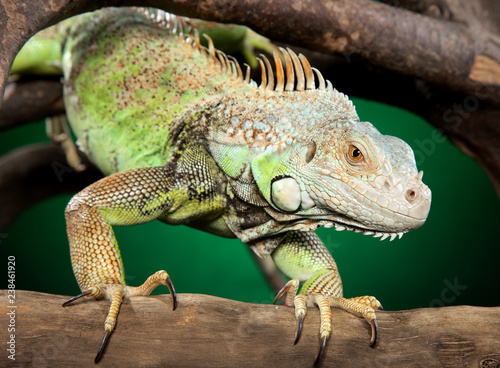 Iguana clambers on branches © VitCOM