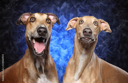 Surprised Greyhound dog on blue background © VitCOM
