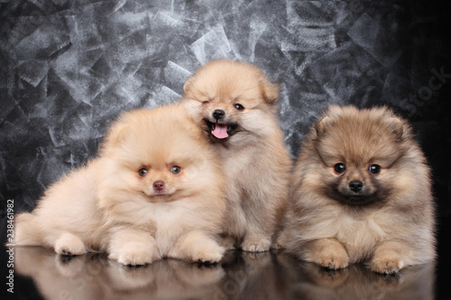 Group of Spitz puppies