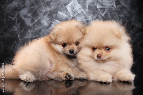 Pomeranian spitz Puppies on gray background