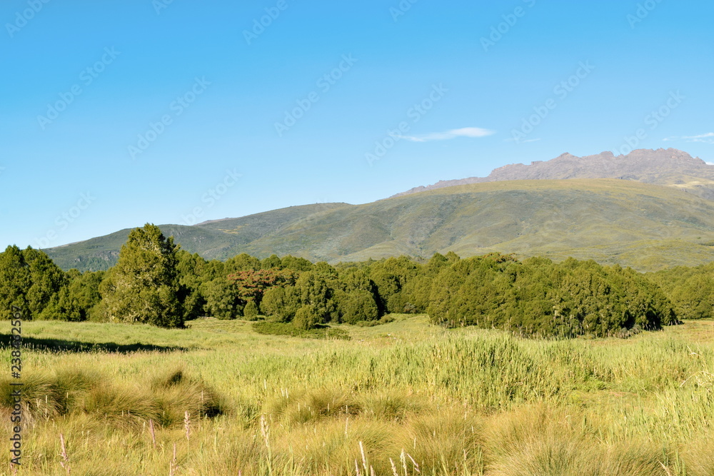 High altitude moorland against a mountain background and blue sky, Mount Kenya National Park, Kenya High altitude moorland against a mountain background and blue sky, Mount Kenya National Park, Kenya