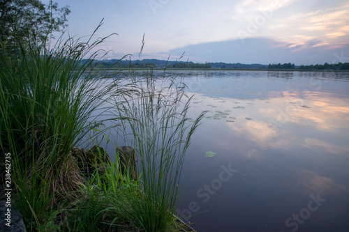 Pflanzen am See