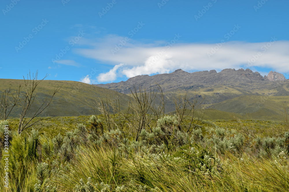 High altitude moorland against a mountain background and blue sky, Mount Kenya National Park, Kenya
