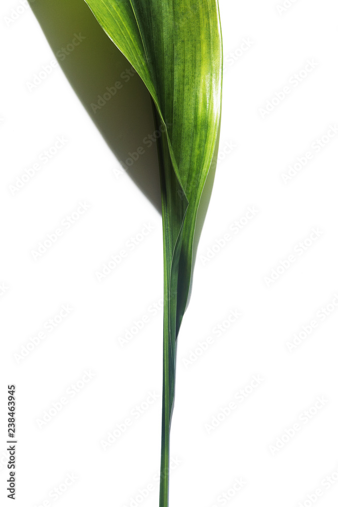 Leaf on a white background. Leaf on a white background.