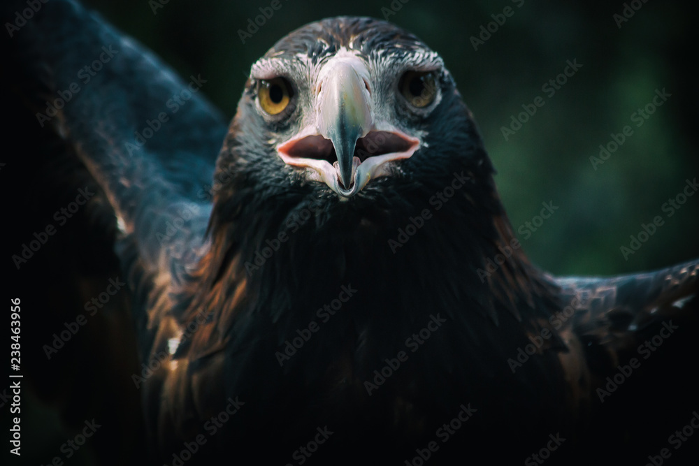 Eagle Hawk Kite Bird of Prey Birds Portrait Head Front Strong Eagle Hawk Kite Bird of Prey Birds Portrait Head Front Strong