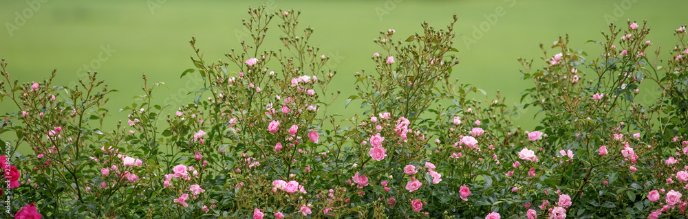 Rosen Rosen