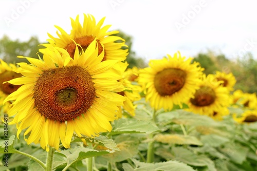 Fototapeta Naklejka Na Ścianę i Meble -  Sunflower field in tropical