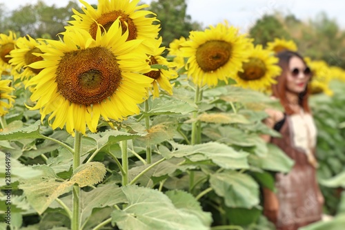 Fototapeta Naklejka Na Ścianę i Meble -  Sunflower field in tropical