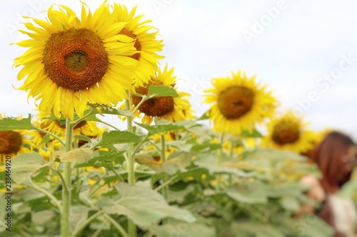 Fototapeta Naklejka Na Ścianę i Meble -  Sunflower field in tropical
