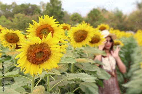 Fototapeta Naklejka Na Ścianę i Meble -  Sunflower field in tropical