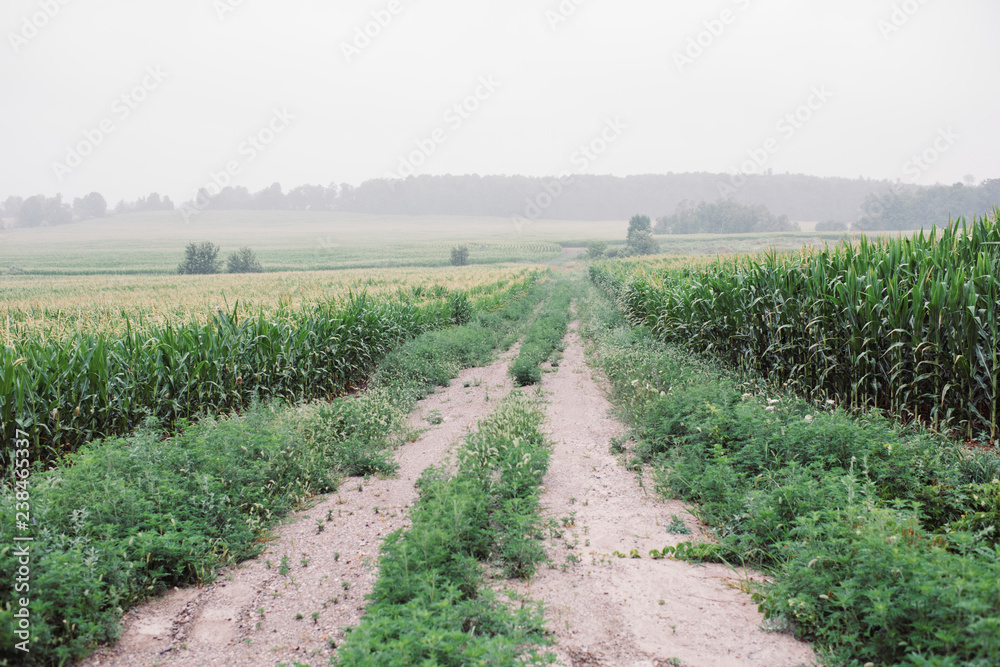 Diminishing perspective of trail amidst crops against clear sky at farm Diminishing perspective of trail amidst crops against clear sky at farm