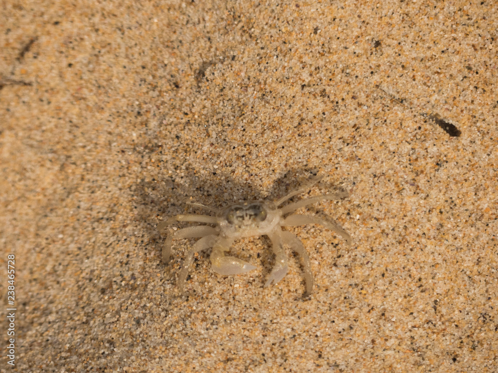 Crab on a Beach Crab on a Beach