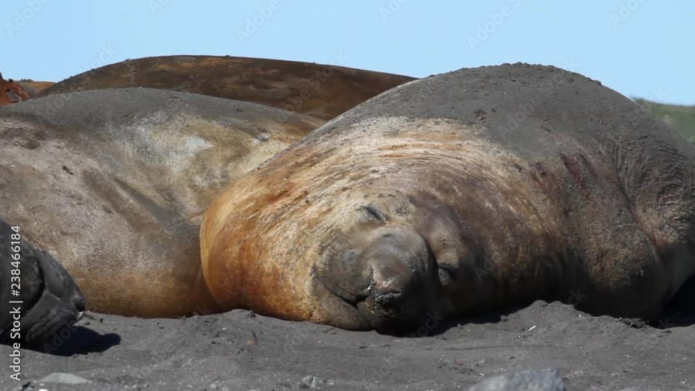 Elephant Seal sleeping Beautiful shot of sleepy Elephant seal in Antarctica Elephant Seal sleeping Beautiful shot of sleepy Elephant seal in Antarctica