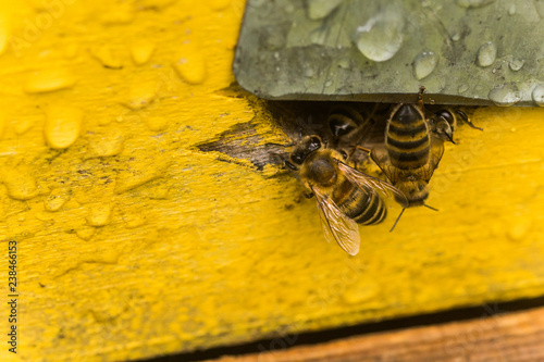 From beehive entrancebees creep out. Bee-guard in the beehive entrance. Swarm hived readily photo