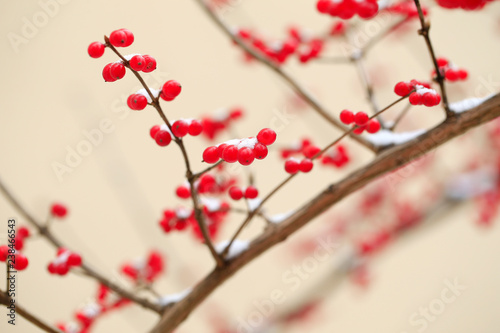 Honeysuckle fruit, after snow