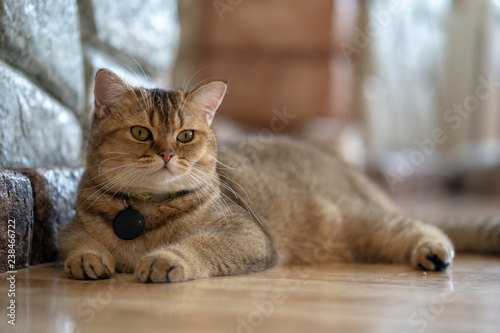 A brown cat sits happily on the floor in the room.