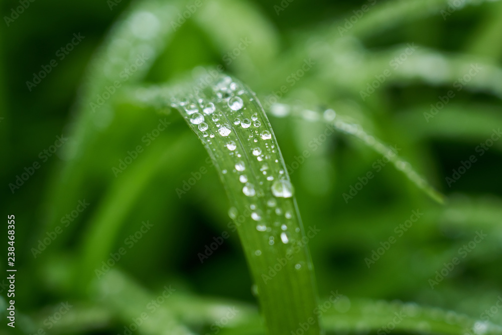 water drops on green leaf water drops on green leaf