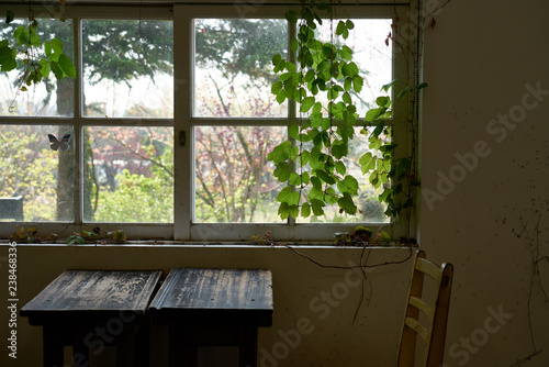 window with flowers © 수동 김