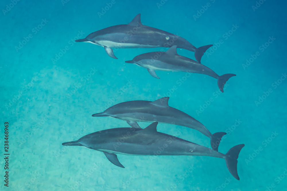Dolphin pod in blue water over sand
