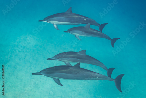 Dolphin pod in blue water over sand