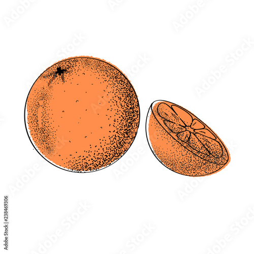 Orange. Vector illustration. Hand drawn fruits collection.