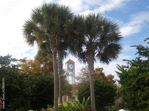 Clock through Trees