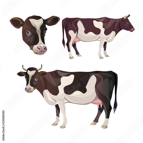 Cow set vector