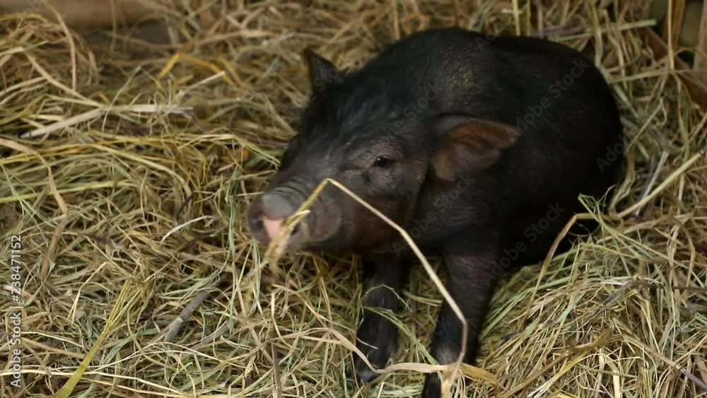 Baby black pigs in farm, Chiangmai Thailand
Baby black pigs in farm, Chiangmai Thailand