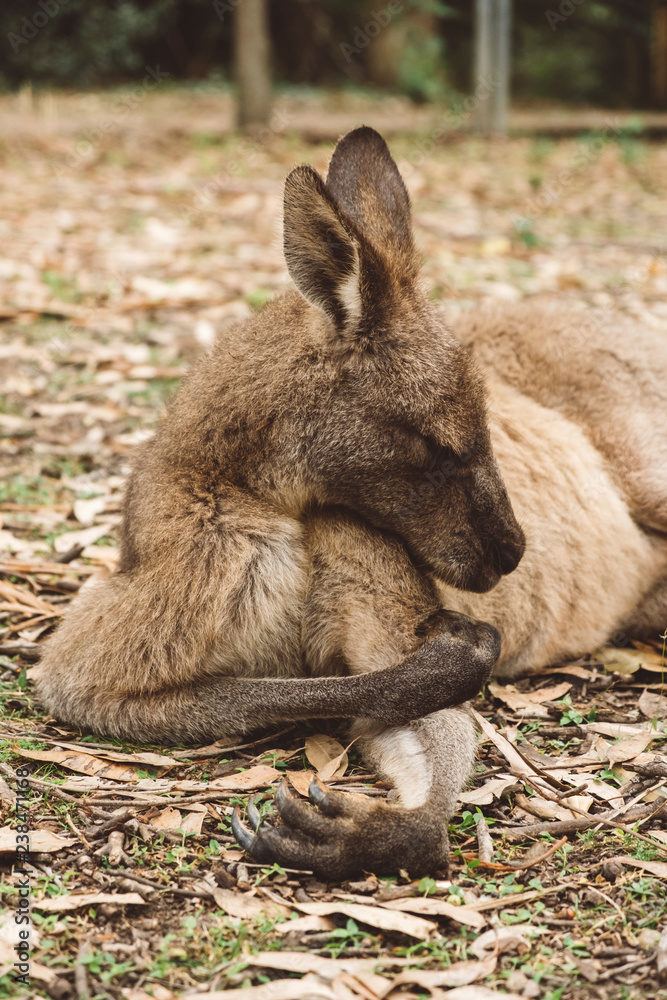 Close-up of kangaroo resting on field in forest Close-up of kangaroo resting on field in forest
