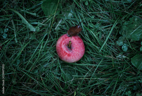 Overhead view of fresh organic apple on wet grassy field at orchard photo