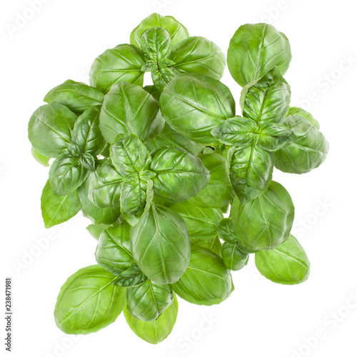 Fresh sweet Genovese basil bouquet isolated on white background cutout. Top view.