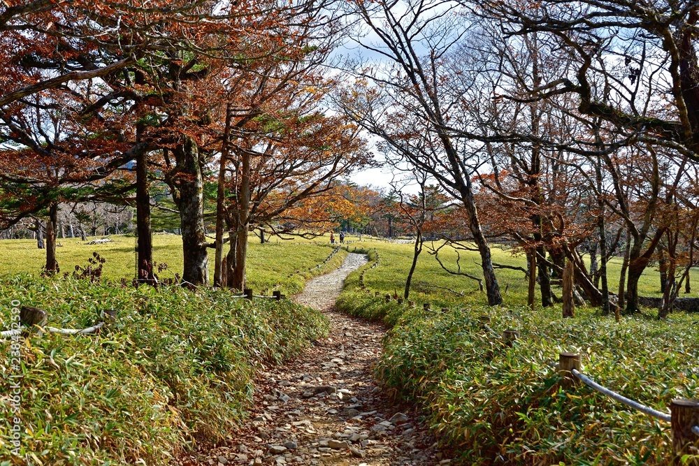 晩秋の大台ケ原山遊歩道の情景 晩秋の大台ケ原山遊歩道の情景