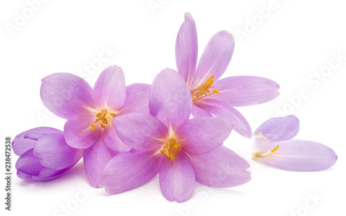 lilac crocus flowers isolated on white background © Natika