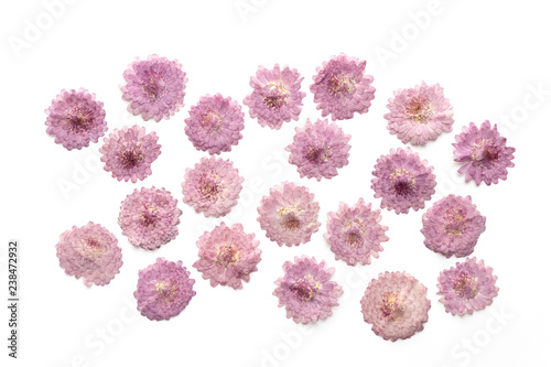Abstract pink flower background isolated on white. Blooming flower.