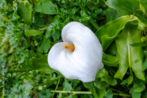 Calla Lily flower photo