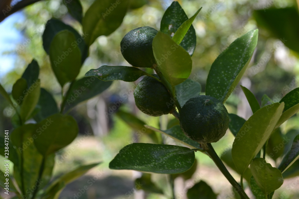 arbol de limones arbol de limones