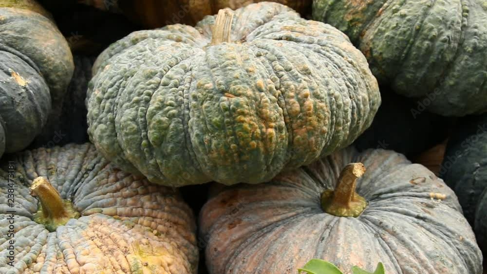 Pile of pumpkins in Chiangmai Thailand

