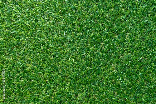 Green grass texture for background. Green lawn pattern and texture. top view.