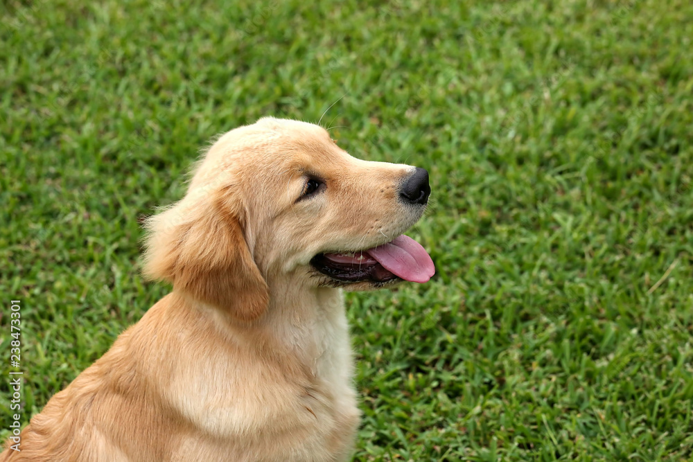 Young 6 month old golden retriever sitting and looking up in profile view. Young 6 month old golden retriever sitting and looking up in profile view.