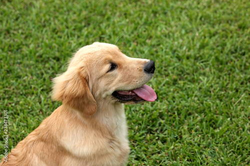 Young 6 month old golden retriever sitting and looking up in profile view.
