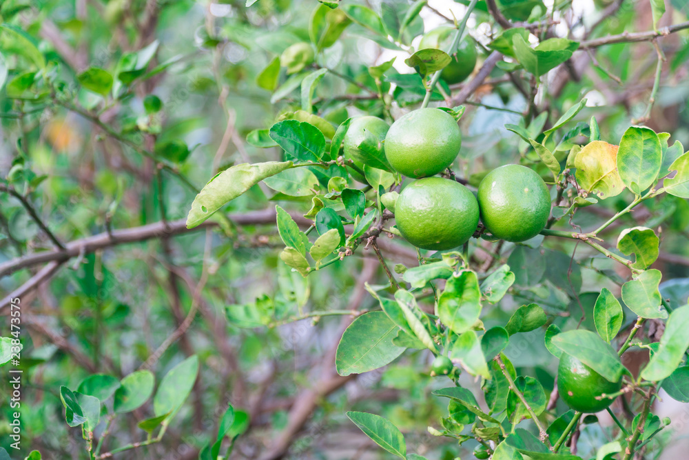 Green limes on a tree. Lime is a hybrid citrus fruit, which is typically round, about 3-6 centimeters in diameter and containing acidic juice vesicles. Limes are excellent source of vitamin C.