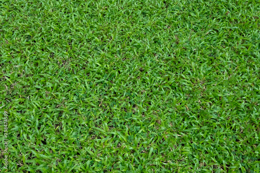 Green grass texture for background. Green lawn pattern and texture background. Green grass texture for background. Green lawn pattern and texture background.