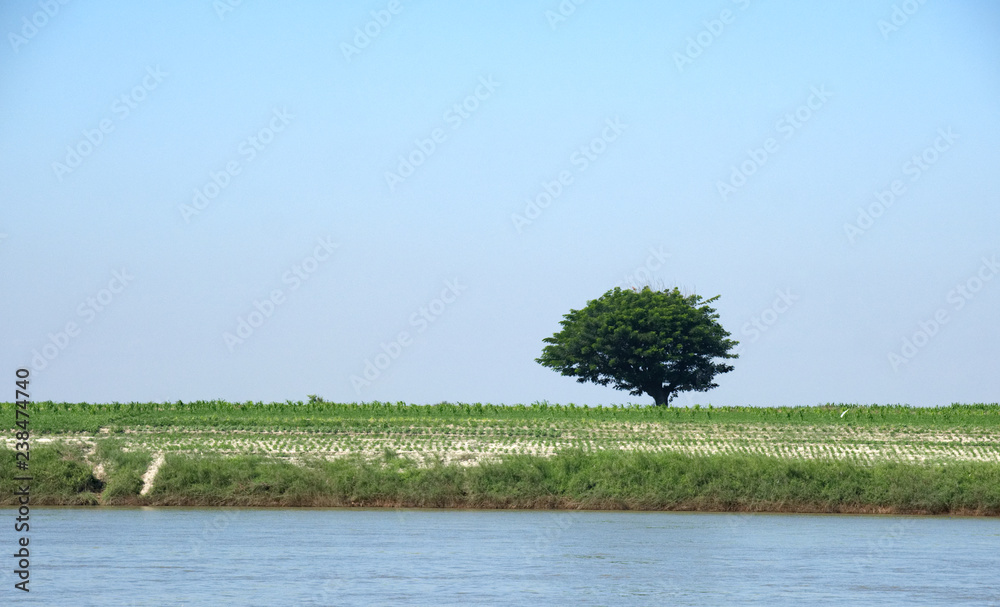 Fototapeta premium trees in the field