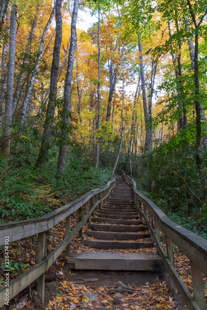 Fototapeta premium Wooden steps leading up a path in the forest