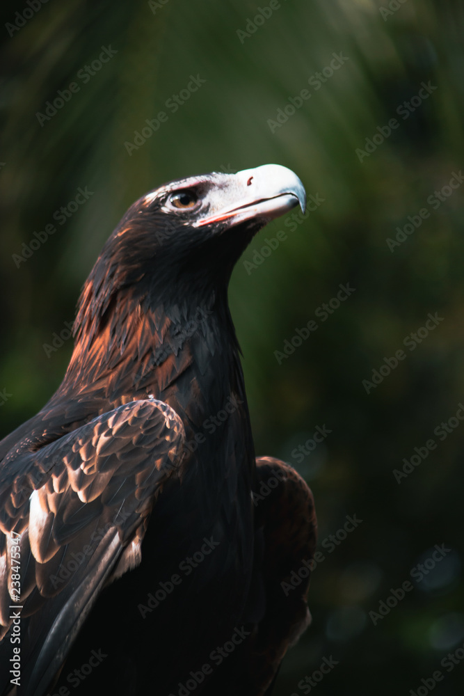 Fototapeta premium Eagle Hawk Bird Portrait Poster Wallpaper Website images Australian Birds Oz animal 