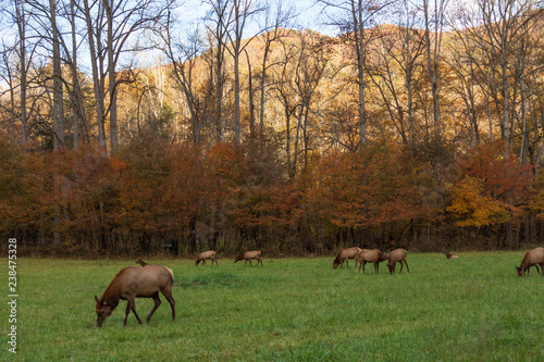 Wild Elk Herd in Oconoluftee  Great Smoky Mountains National Park