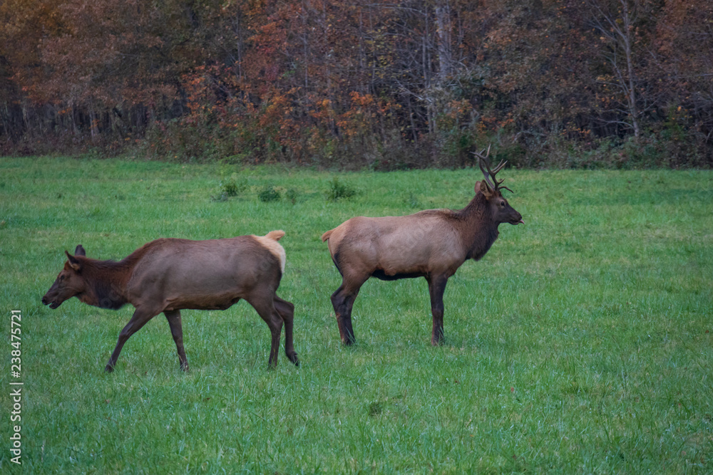 Fototapeta premium Wild Elk Herd in Oconoluftee, Great Smoky Mountains National Park