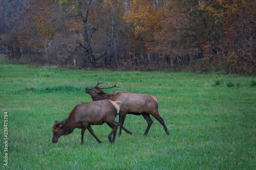 Wild Elk Herd in Oconoluftee, Great Smoky Mountains National Park