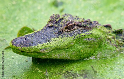 Juvenile American Alligator 
